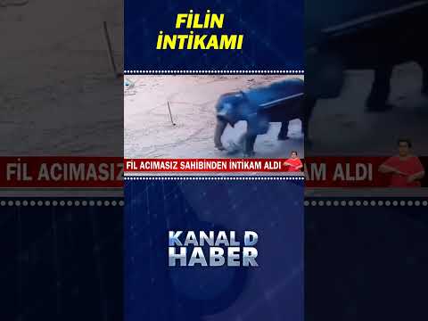 Fil Acımasız Sahibinden İntikam Aldı! #Shorts
