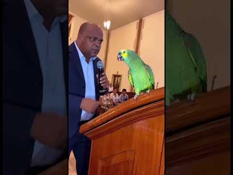 O papagaio explanou tudo 😂😂 #papagaio #viral #igreja #pastor