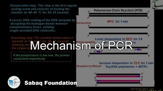 Mechanism of PCR