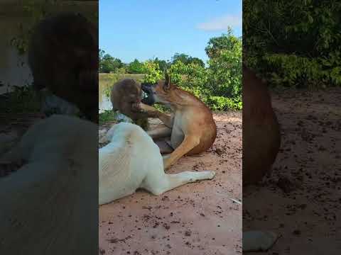Warmly Video ! SokYaa & OG Relaxing As Human #shorts
