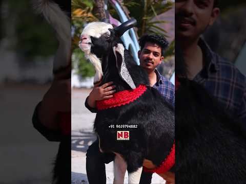 Best Goat of 2025 😍♥️ #bakraeid #bakraeid2025 #bakraeidspecial #bakra #goats #trending #biggoats