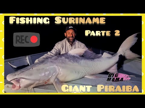 I Pesci Gatto giganti del Suriname in amazzonia - parte 2 by Yuri Grisendi