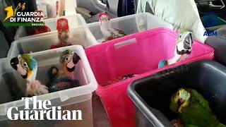 YouTube video thumbnail: Italian Authorities Seize 377 Exotic Animals Hidden in Car at Sicily Port
