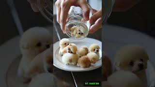 Tiny Fluffy Puppies Come to Life | Ultra Cute & Cozy Cinematic Video