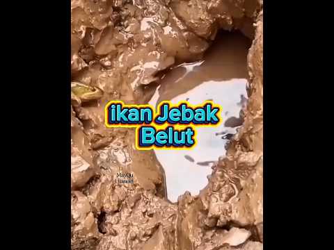 Ikan Cerdik Menjebak Belut di Lumpur