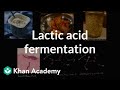 Understanding Glycolysis and Fermentation