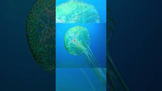 Mesmerizing Jellyfish Close-Up 🎬 Akis Fragos #Shorts #Jellyfish