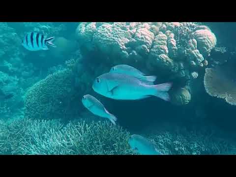 YouTube video thumbnail: Australia's Great Barrier Reef Suffers Record Coral Decline