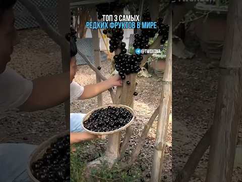 Топ 3 самых редких фрукта в мире