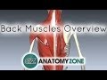 Muscle Functions and Anatomy