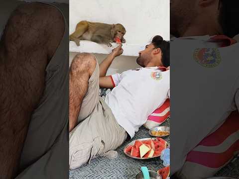 Rani eating water melon #akashrbl783 #youtubeshorts #ranivlogrbl #monkeyrani #animalloverakash