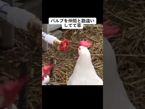 🐔「よぉ！お前どこの鳥舎よ？」#shorts #ニワトリ #おすすめ