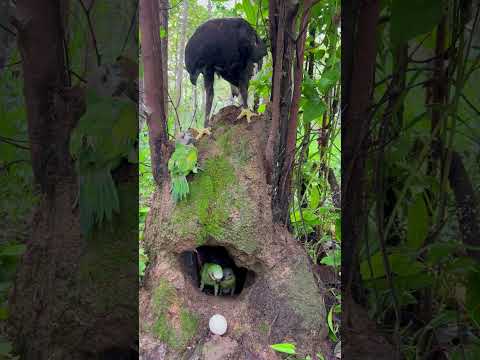 An eagle on a parrot's nest#bird #parrot#eagle #wildlife #love #eggs π¦π¦π¦
π¦
π¦
β€οΈ