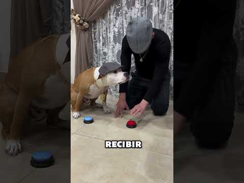 Cuando tu perro aprende demasiado bien😂