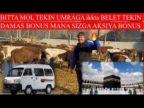 MANA SIZGA AKSIYA MANA BONUS DAMAS UMRAGA BELET 1/TA MOL TEKIN HAMIDILLODAN JUDA KOTTA AKSIYA 🏃🏃🏃🏃🏃