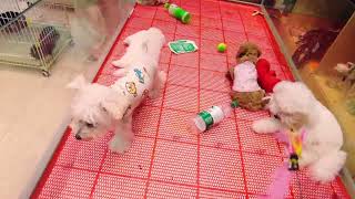#chó#chóphốcsóc#dogcute Tik Tok Chó Phốc Sóc Mini  Funny and Cute Pomeranian | cute animals#685