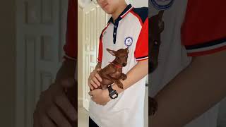 The eldest son came home from vacation and picked up Lu Lu  You can see Lu Lu’s eyes, just because h