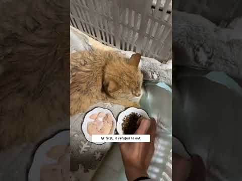 A stary cat rescued by some kind people #animalrescue #kitten #cat #puppy
