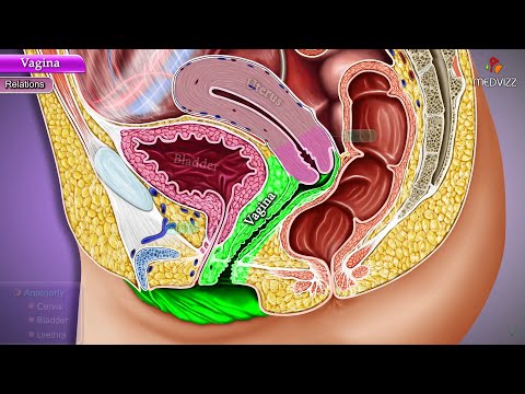 Vagina Anatomy - Parts, Blood supply, Nerve supply, Lymphatic Drainage and Histology