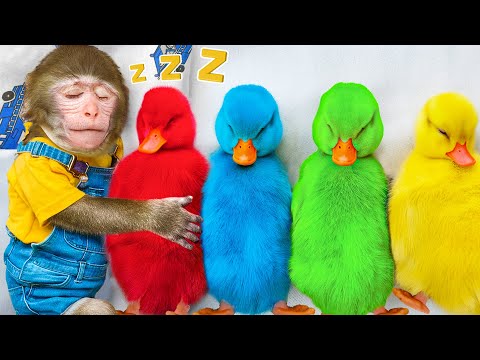 KiKi Monkey play with Giant Five Colors Ducking by Milk Bottle as Good Brother | KUDO ANIMAL KIKI