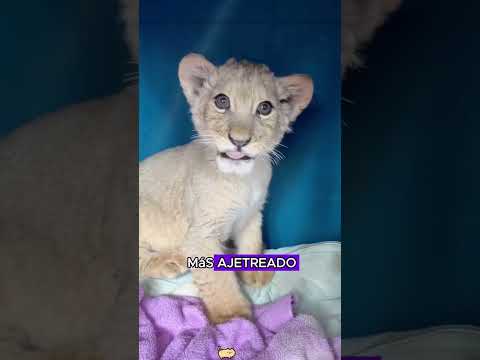 Hombre y leon #animals