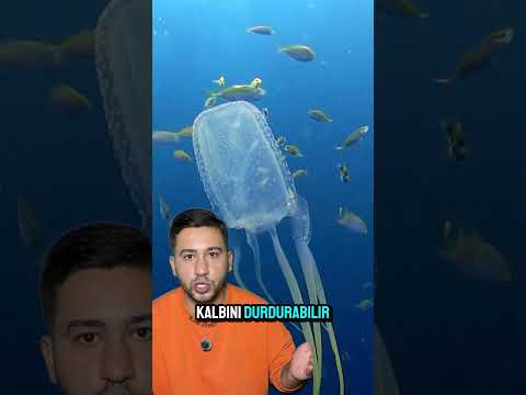DÜNYANIN en zehirli hayvanları! #shorts #animals