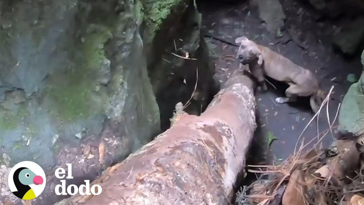Hombre encuentra a un perro de milagro en una cueva profunda