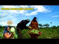Watermelon Harvesting and Recipes