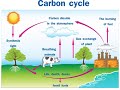 Carbon Cycle and Fossil Fuels