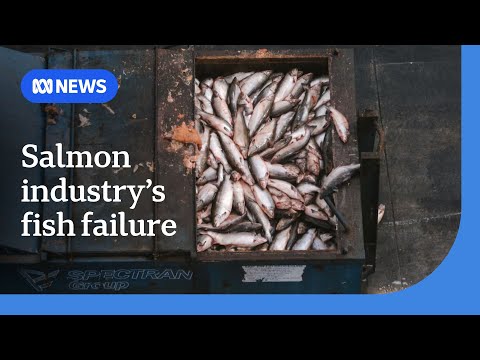 YouTube video thumbnail: How Tasmania's Salmon Industry Failed its Fish