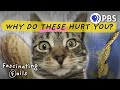 Understanding Allergies and the Immune System