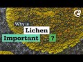 The Role of Lichen in Ecosystems