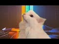 Identifying Sounds in a Video