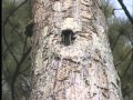 Conservation of Florida Wildlife