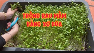 THĂM RAU MẦM TRỒNG BẰNG XƠ DỪA NGÀY THỨ 3