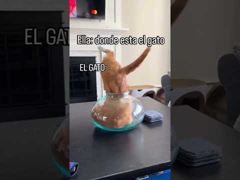 #pets #petsfofinhos #cat #gateiraporamor #cute #funny #cachorrosdivertidos #catshorts #kitten #kitty