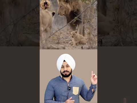 The Real Jungle Law: Happy Wife, Safe Life