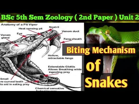 Biting Mechanism of Snake in Hindi// BSc 3rd Year 5th Sem Zoology 2nd Paper //Sanke biting Mechanism