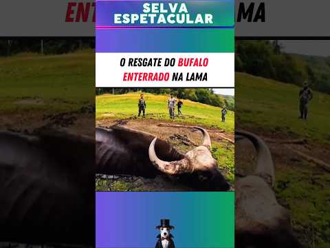A vida do BÚFALO estava no limite e foi RESGATADO #animais #vidaselvagem #Selva #vidaanimal #bufalos