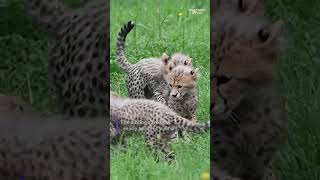 See six playful cheetah cubs ready to meet the world #Shorts