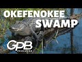 Exploring the Okefenokee Swamp Ecosystem