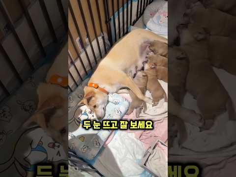 댕댕이가 우울한 표정을 짓고 있는 이유