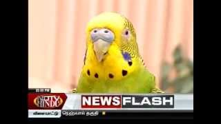 ndtv-hindu/Chellame / Episode - 22, Seg- 2