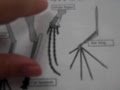 EOC Review: Evolution Concepts and Principles