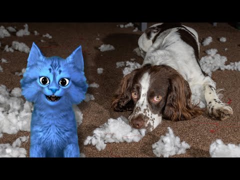 Funny Guilty Dogs - SONG | Blucat Reacts