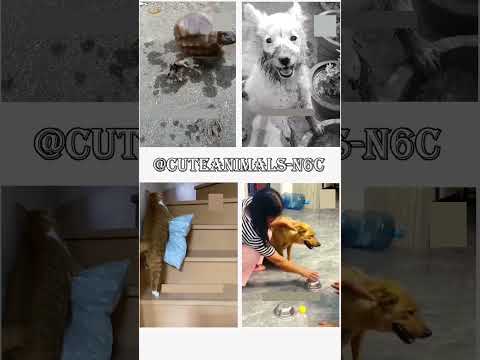 cute animals funny video trending shorts 🥰 #funnycomedyshortsinhindi #funny #cuteanimalsfunnyvideos