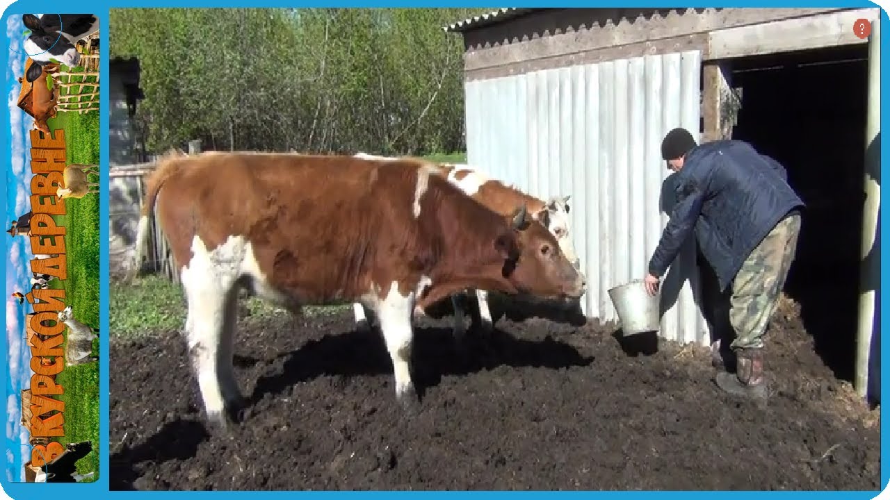 Пришлось побегать, но оно того стоило! Соседям тоже нужно помогать