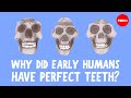 Understanding Human Dental Evolution