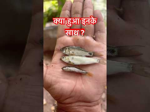 कैसे मर गए मछली के बच्चे #shorts #viral #trendingshorts #fish #fishing #desifishing #minivlog