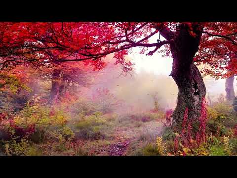 Calming Flute Sounds & Piano Meditation Music For Relaxation and Wellness